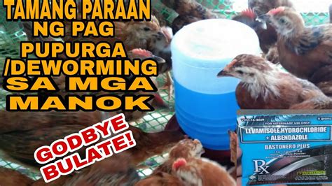 purga sa manok panabong|Tamang paraan ng pagpupurga ng manok .